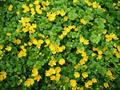 lysimachia nummularia
